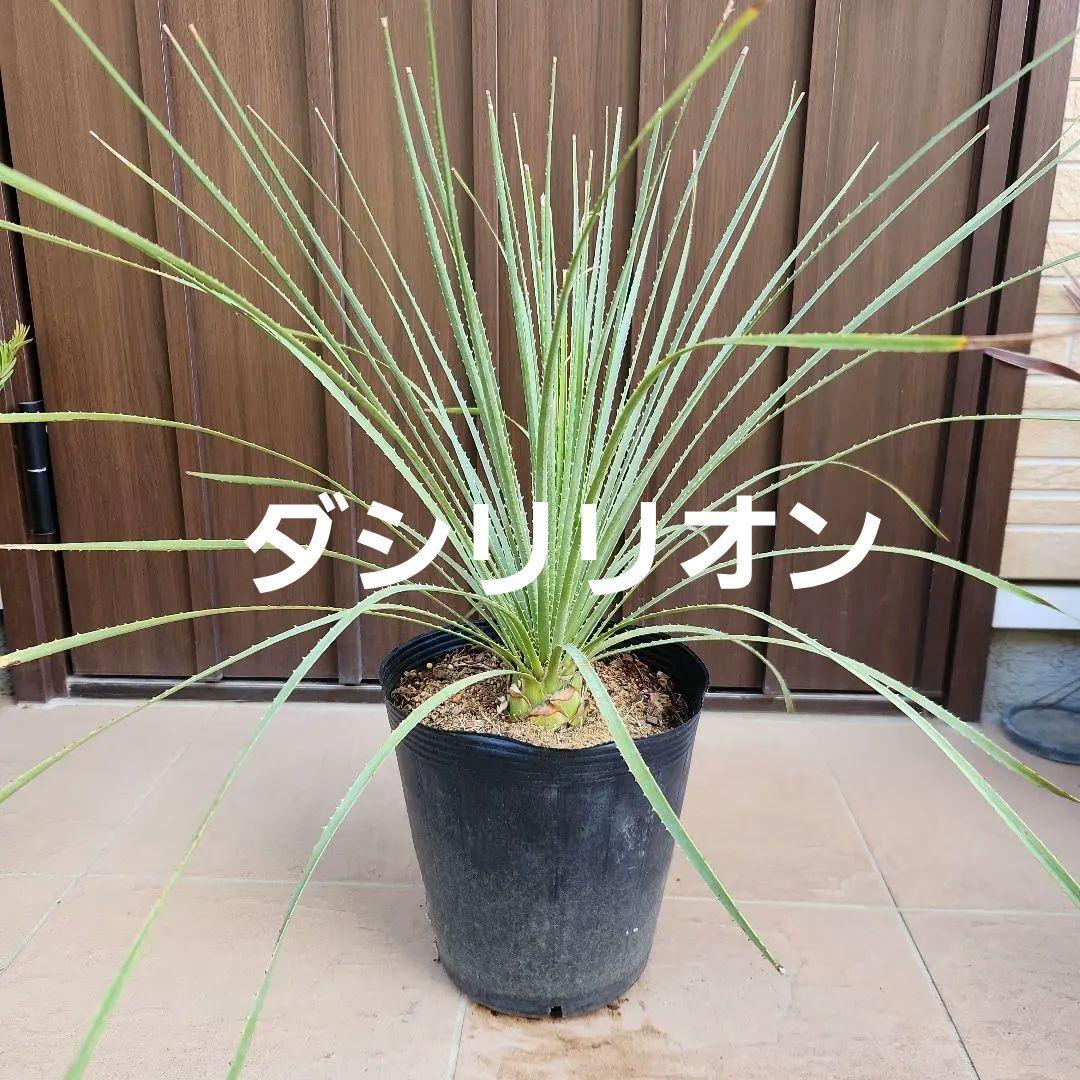 トゲトゲカッコいい！！　ダシリリオン　ポット苗　ドライガーデン