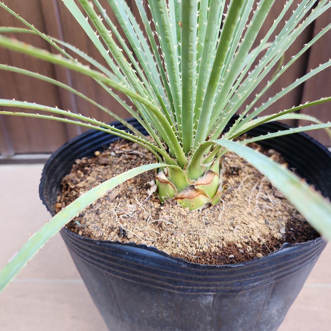 トゲトゲカッコいい！！　ダシリリオン　ポット苗　ドライガーデン