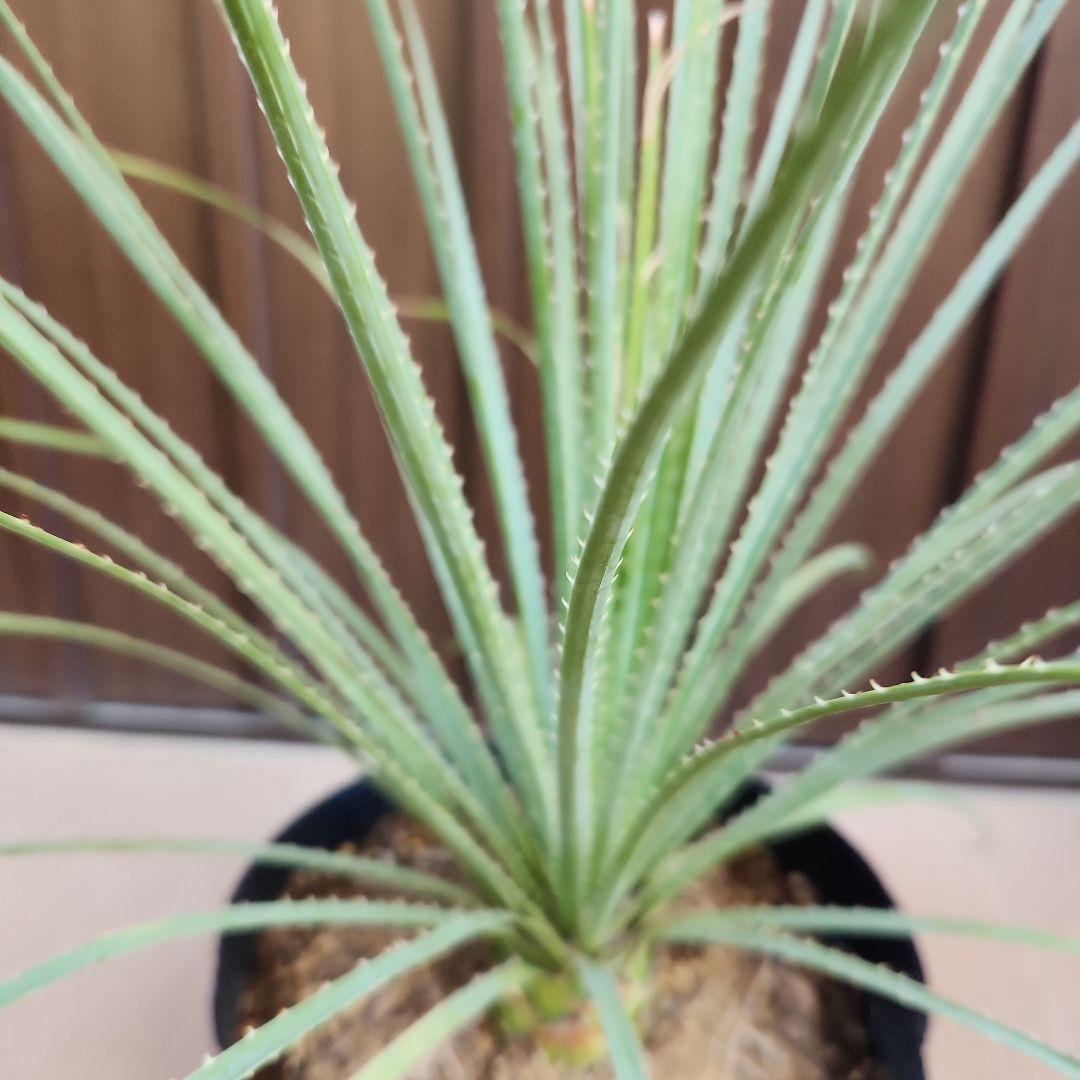 トゲトゲカッコいい！！　ダシリリオン　ポット苗　ドライガーデン