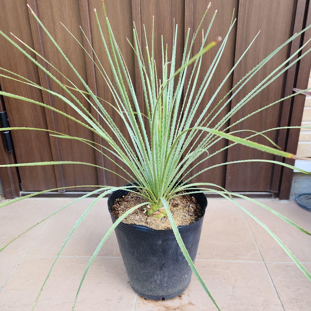 トゲトゲカッコいい！！　ダシリリオン　ポット苗　ドライガーデン