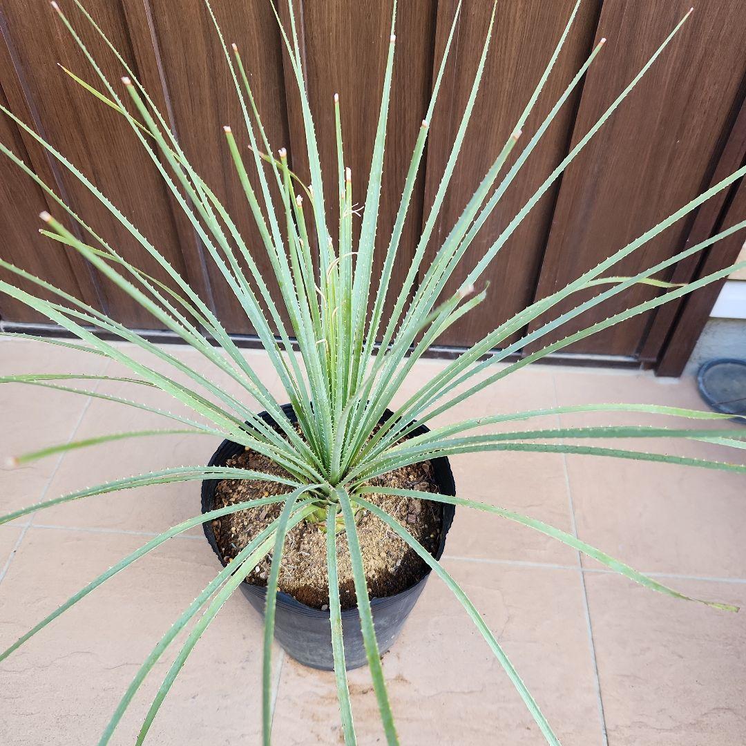 トゲトゲカッコいい！！　ダシリリオン　ポット苗　ドライガーデン