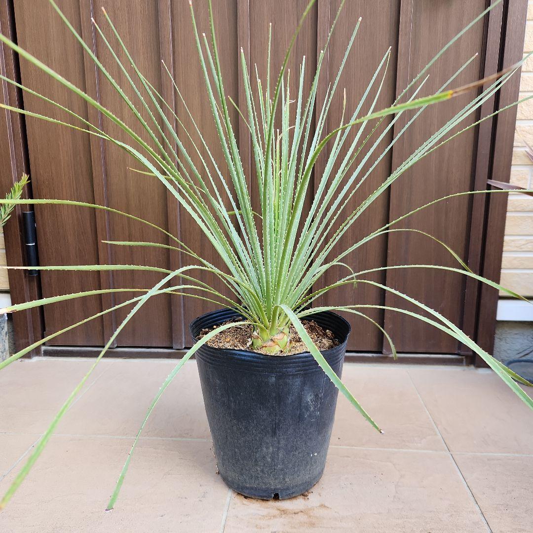 トゲトゲカッコいい！！　ダシリリオン　ポット苗　ドライガーデン