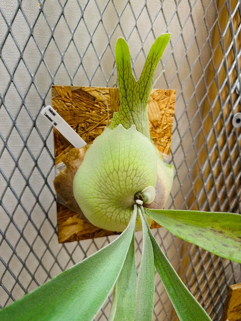 Lemoinei ベイチー　レモイネイ　バンダカ　コモレビ