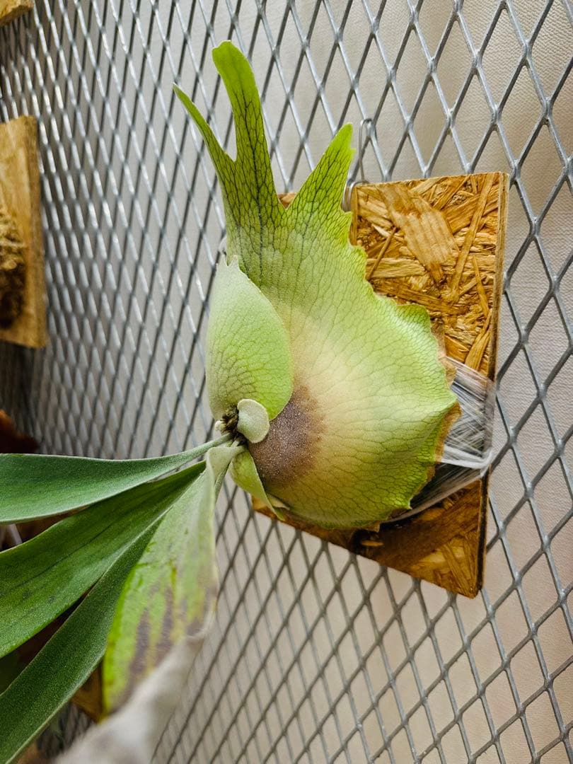 Lemoinei ベイチー　レモイネイ　バンダカ　コモレビ