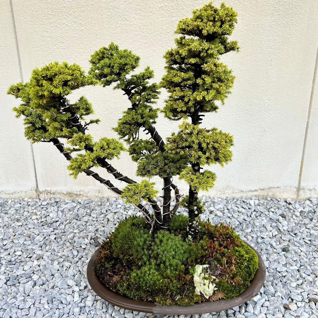 希少！5幹根連り　八房蝦夷松　中品盆栽　北海道産　エゾ松