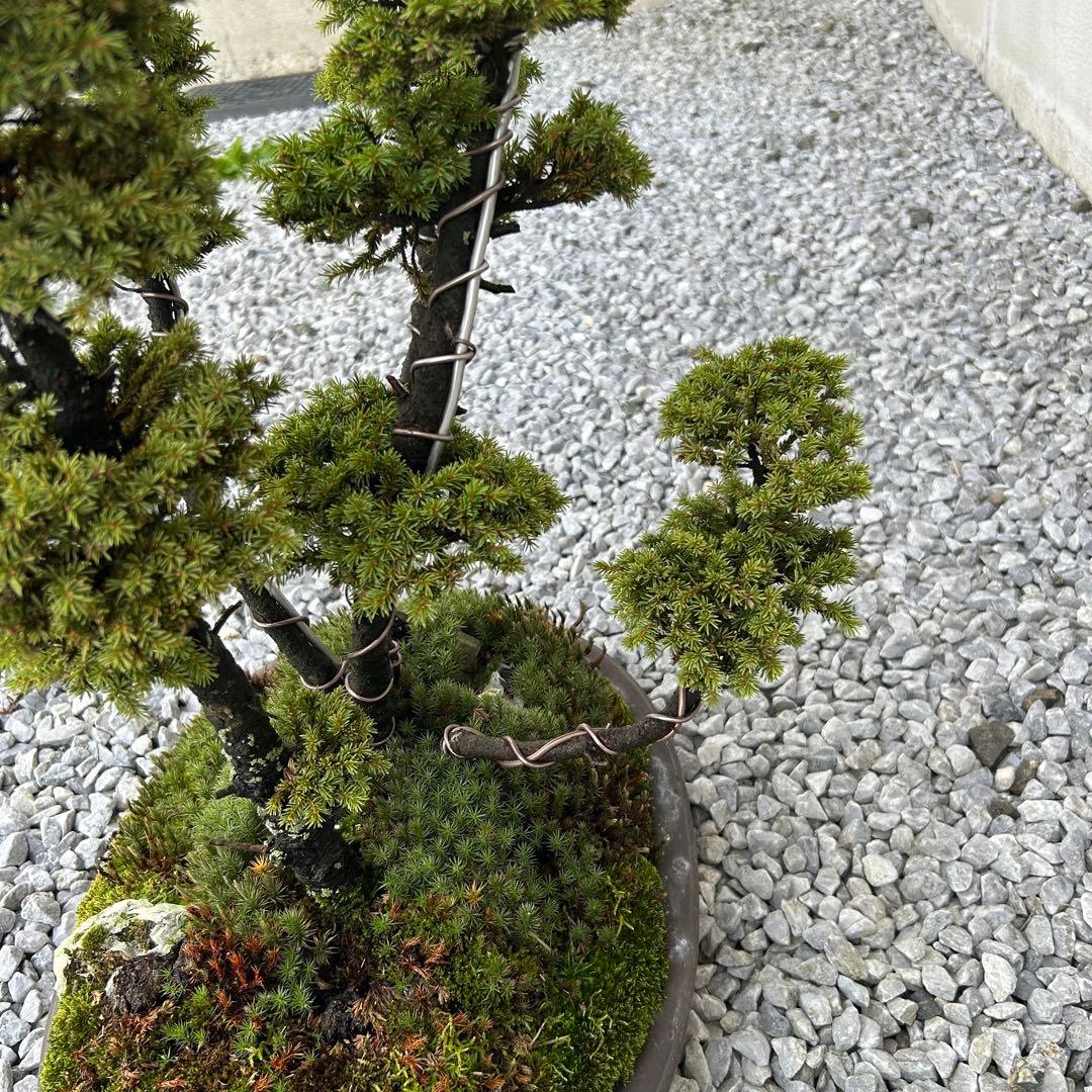 希少！5幹根連り　八房蝦夷松　中品盆栽　北海道産　エゾ松