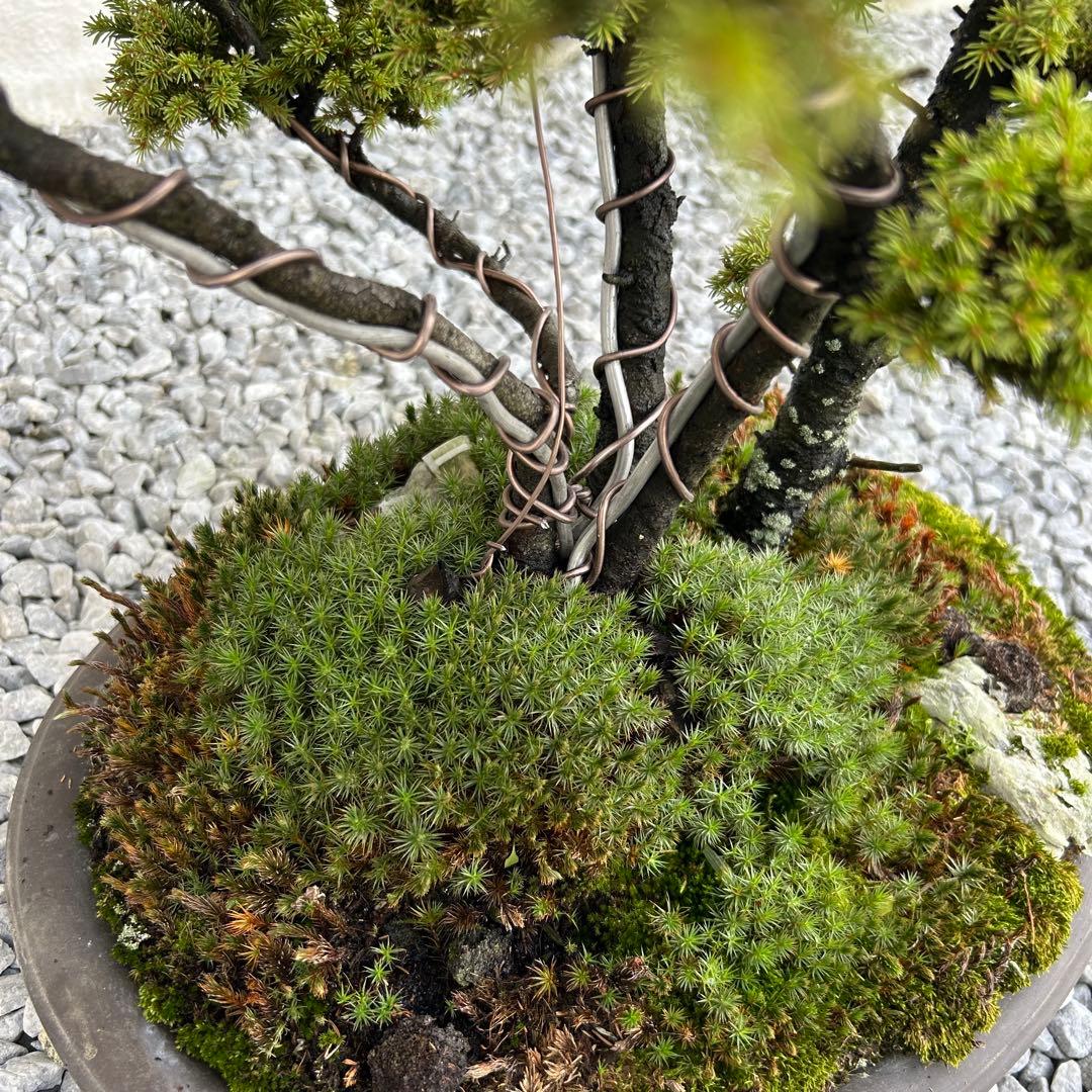 希少！5幹根連り　八房蝦夷松　中品盆栽　北海道産　エゾ松