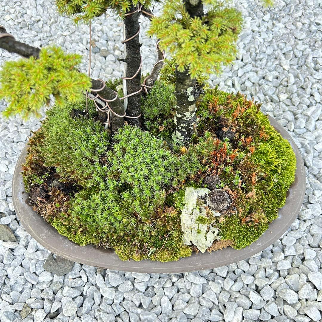 希少！5幹根連り　八房蝦夷松　中品盆栽　北海道産　エゾ松