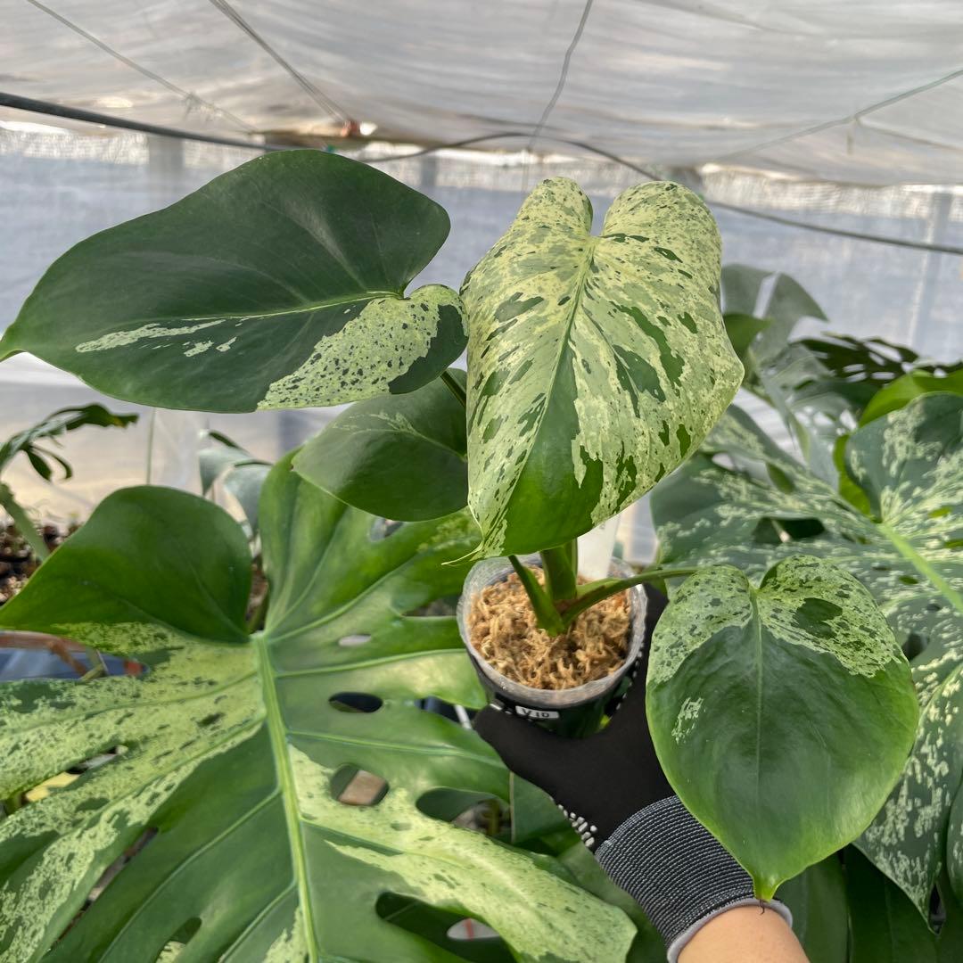 V10モンステラ　デリシオーサ　ベトシオーサ　セレクトエディション斑入り