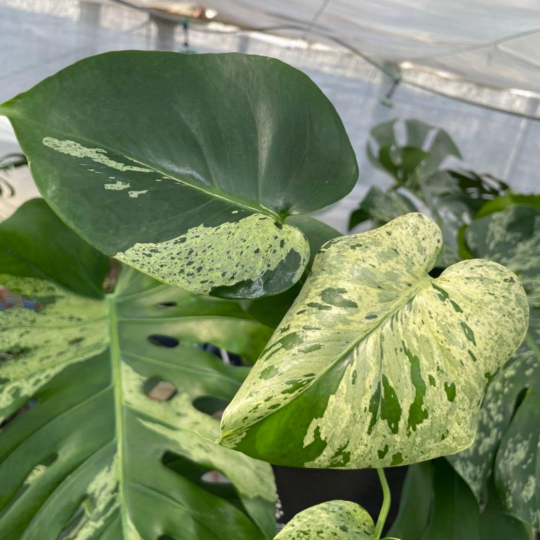 V10モンステラ　デリシオーサ　ベトシオーサ　セレクトエディション斑入り