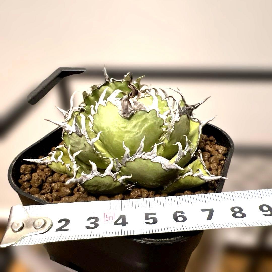 アガベ 鉢植発送 フィリグリー 極上血統 超特選株