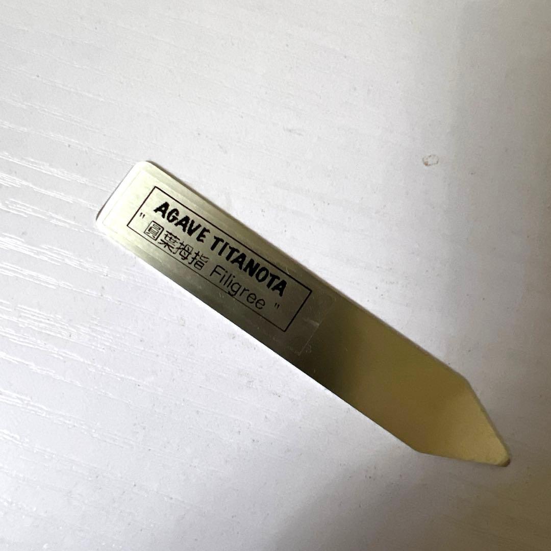 アガベ 鉢植発送 フィリグリー 極上血統 超特選株