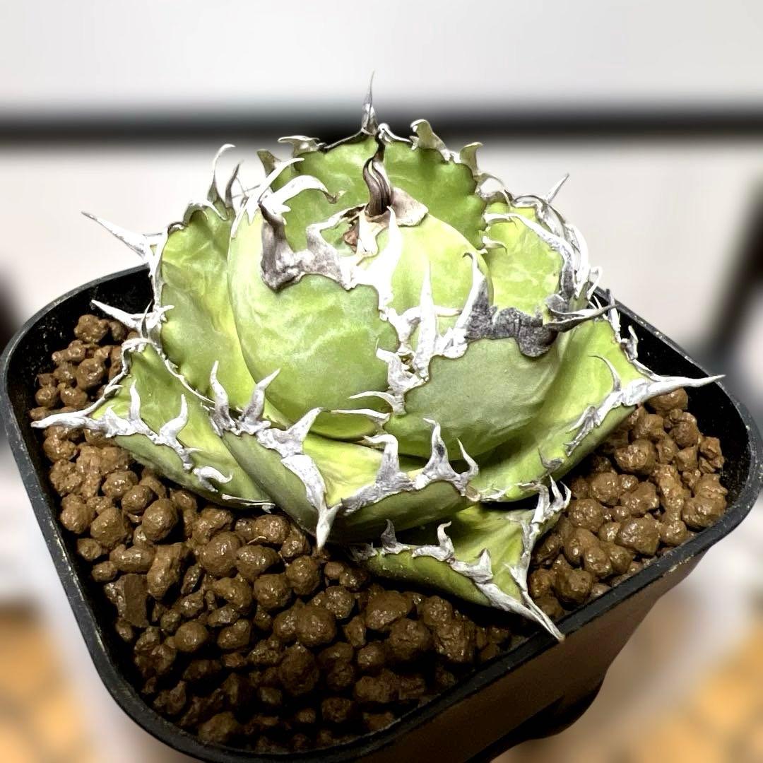 アガベ 鉢植発送 フィリグリー 極上血統 超特選株