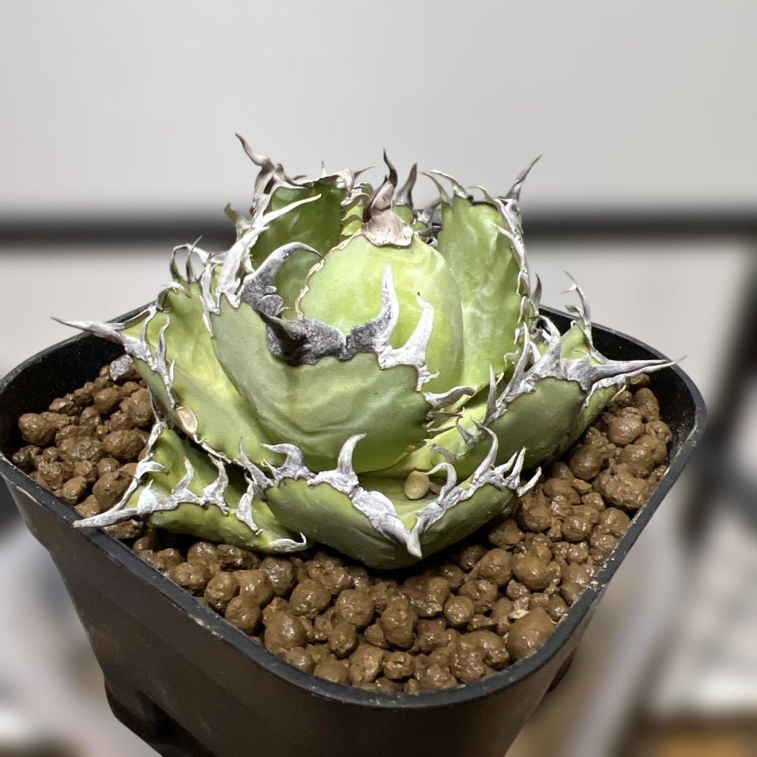 アガベ 鉢植発送 フィリグリー 極上血統 超特選株