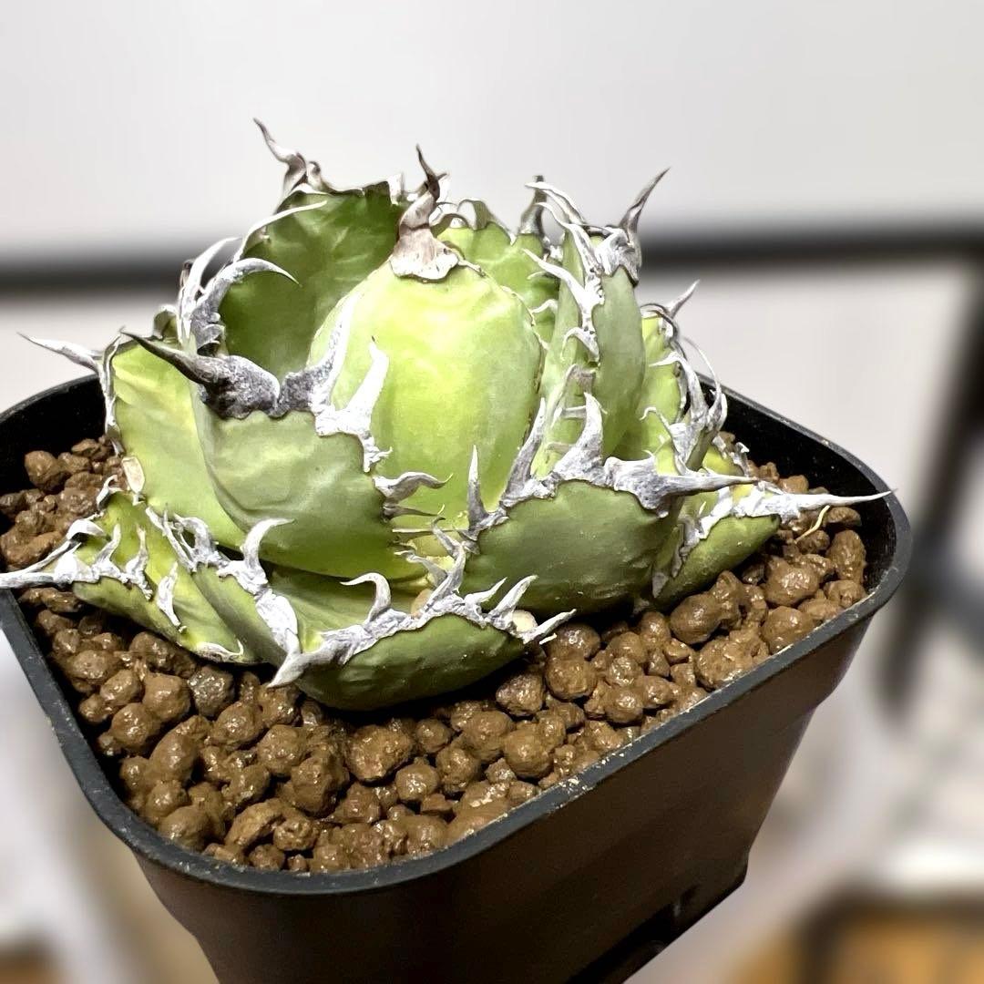 アガベ 鉢植発送 フィリグリー 極上血統 超特選株