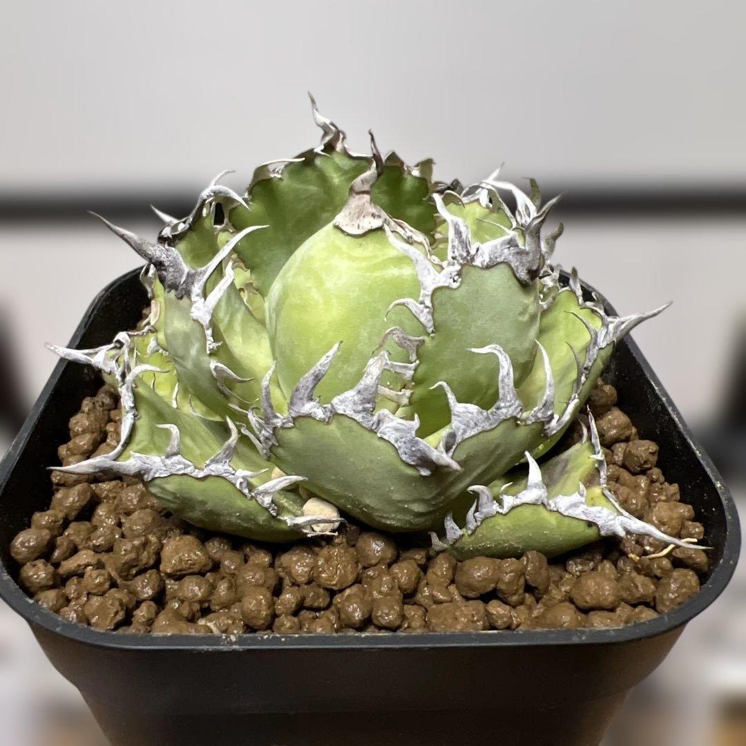 アガベ 鉢植発送 フィリグリー 極上血統 超特選株