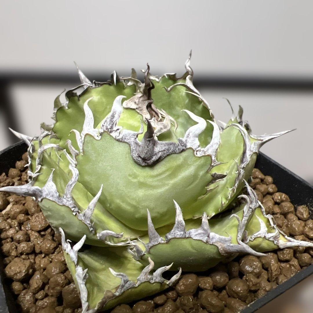 アガベ 鉢植発送 フィリグリー 極上血統 超特選株