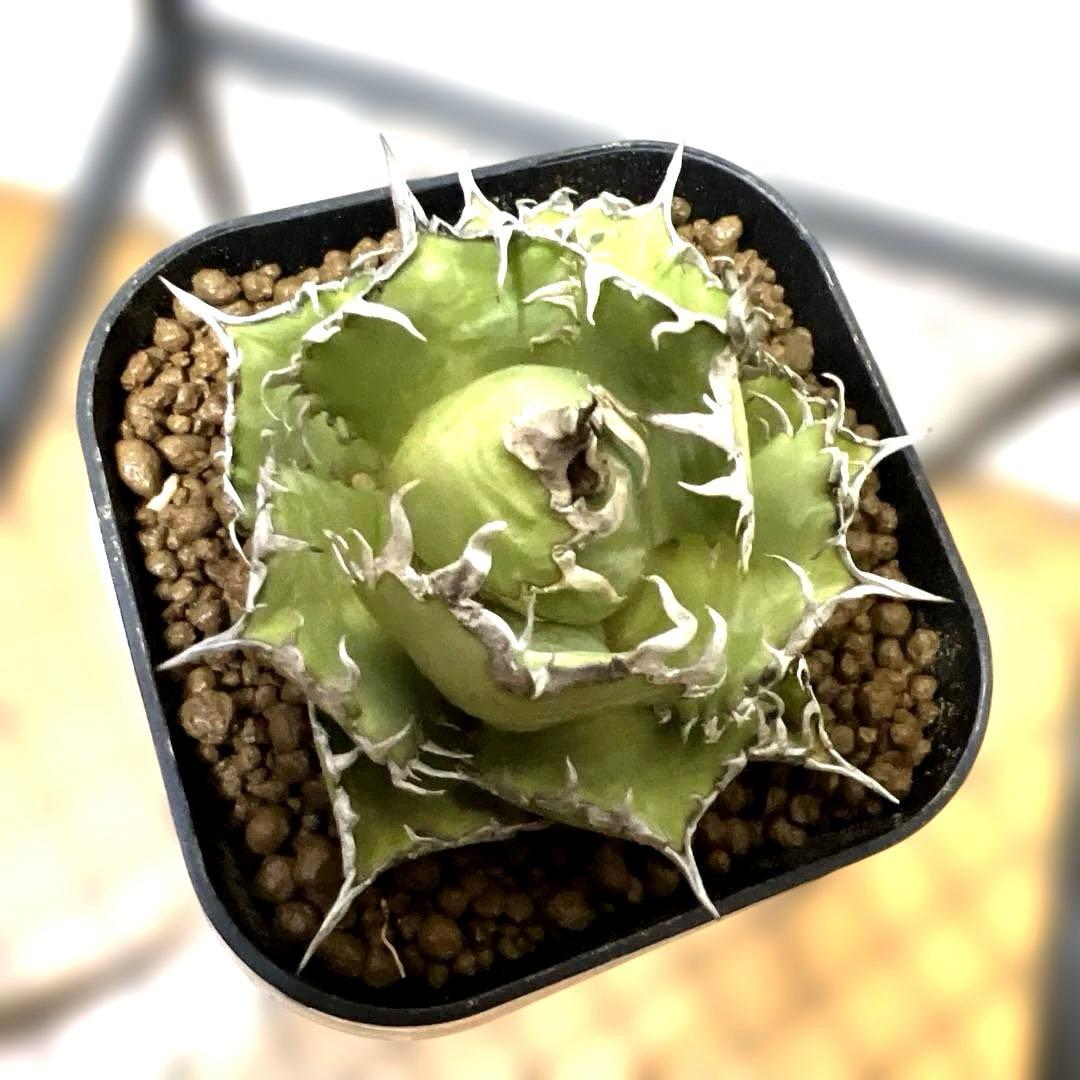 アガベ 鉢植発送 フィリグリー 極上血統 超特選株