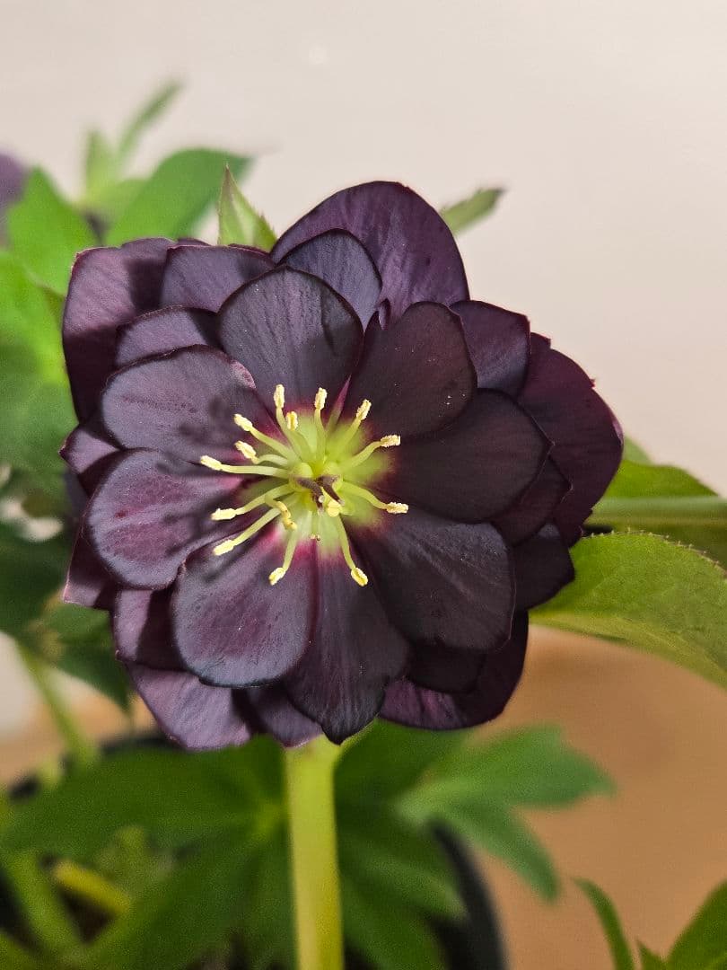 ☆クリスマスローズ☆ダブル　ブラック☆6号鉢☆