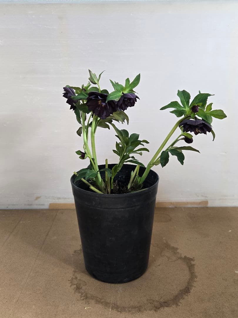 ☆クリスマスローズ☆ダブル　ブラック☆6号鉢☆