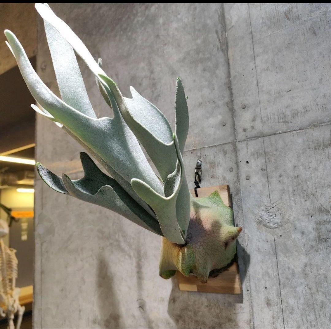 気まぐれ値下げ【ビカクシダ Lisa スポア】