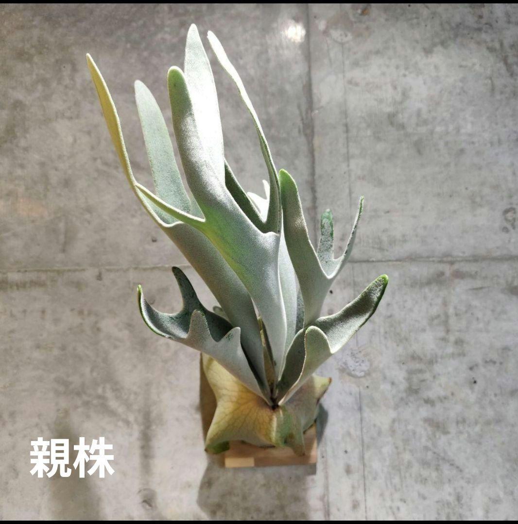 気まぐれ値下げ【ビカクシダ Lisa スポア】