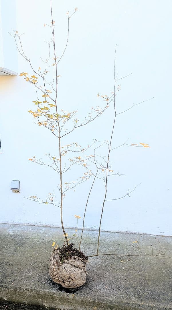 山採りコハウチワカエデ。