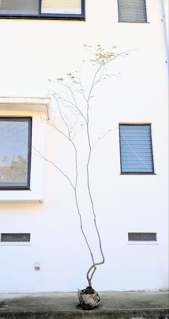 山採りコハウチワカエデ。