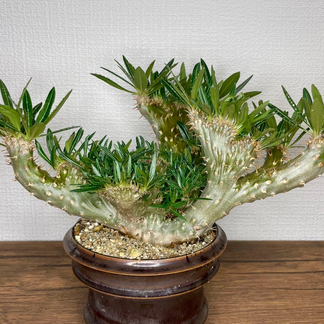 【発根済/綴化まみれ株/陶器鉢込】 綴化 パキポディウム グラキリス