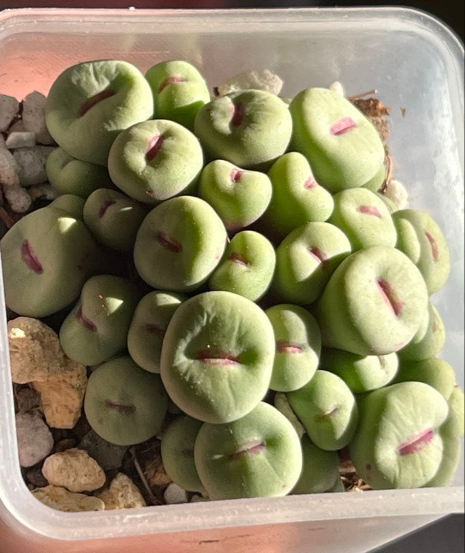 コノフィツム　pageae 群生株