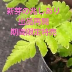 ワケアリ 小③ 品種不明シダ