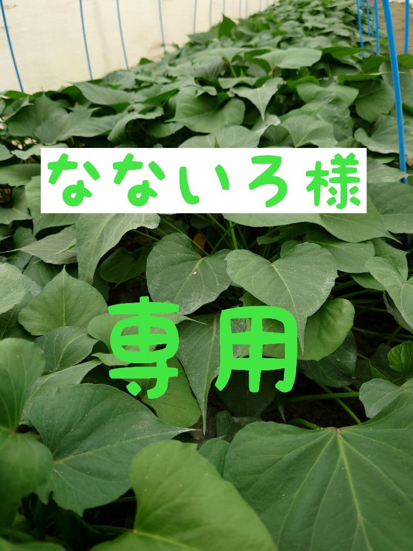 さつまいも苗【紅はるか300本他200本】【５月中発送予定】【切り苗】