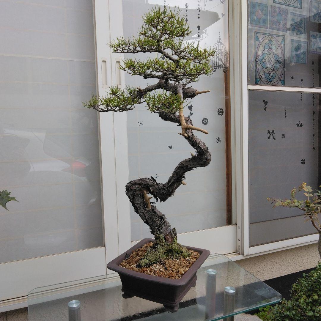 赤松　　　樹齢　75年～