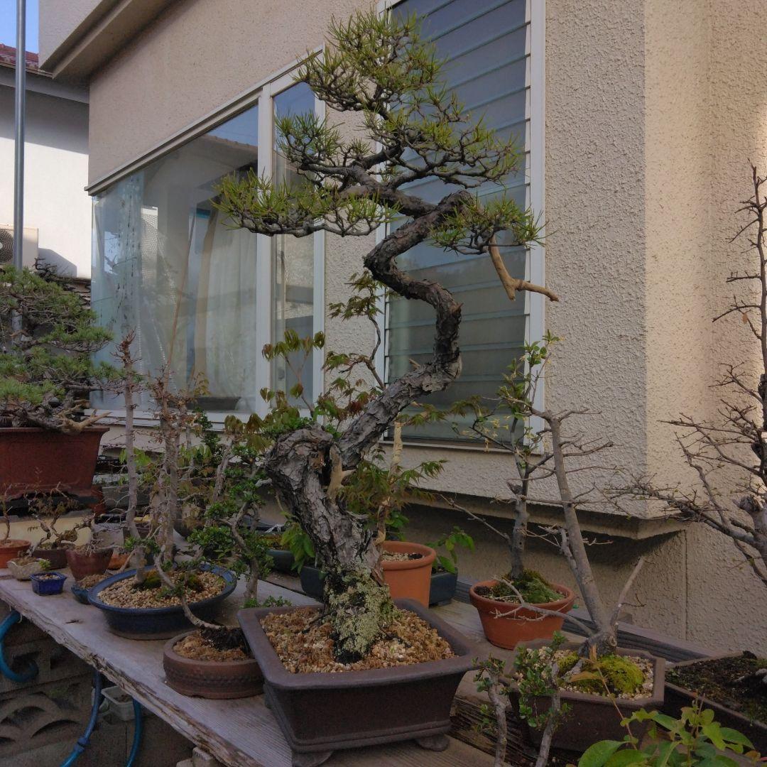 赤松　　　樹齢　75年～