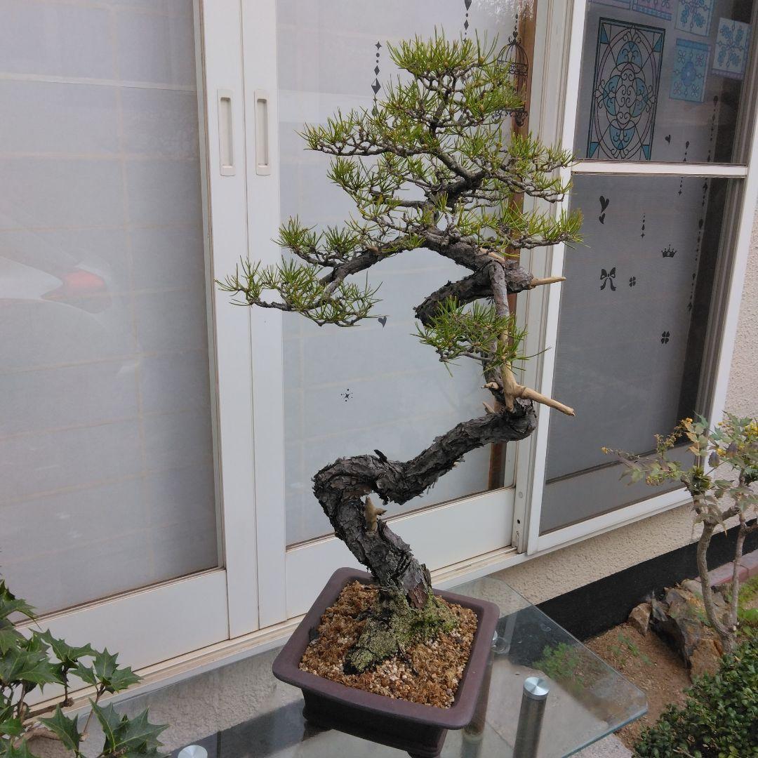 赤松　　　樹齢　75年～