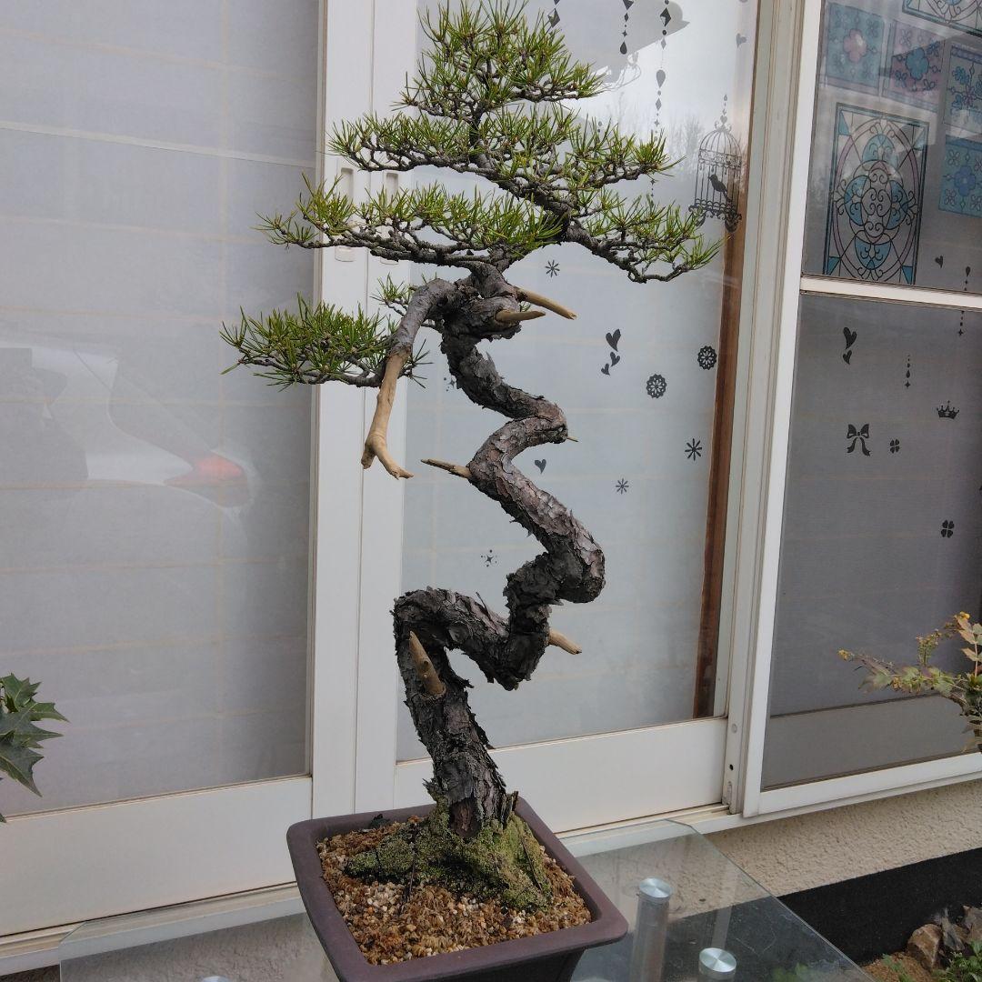 赤松　　　樹齢　75年～