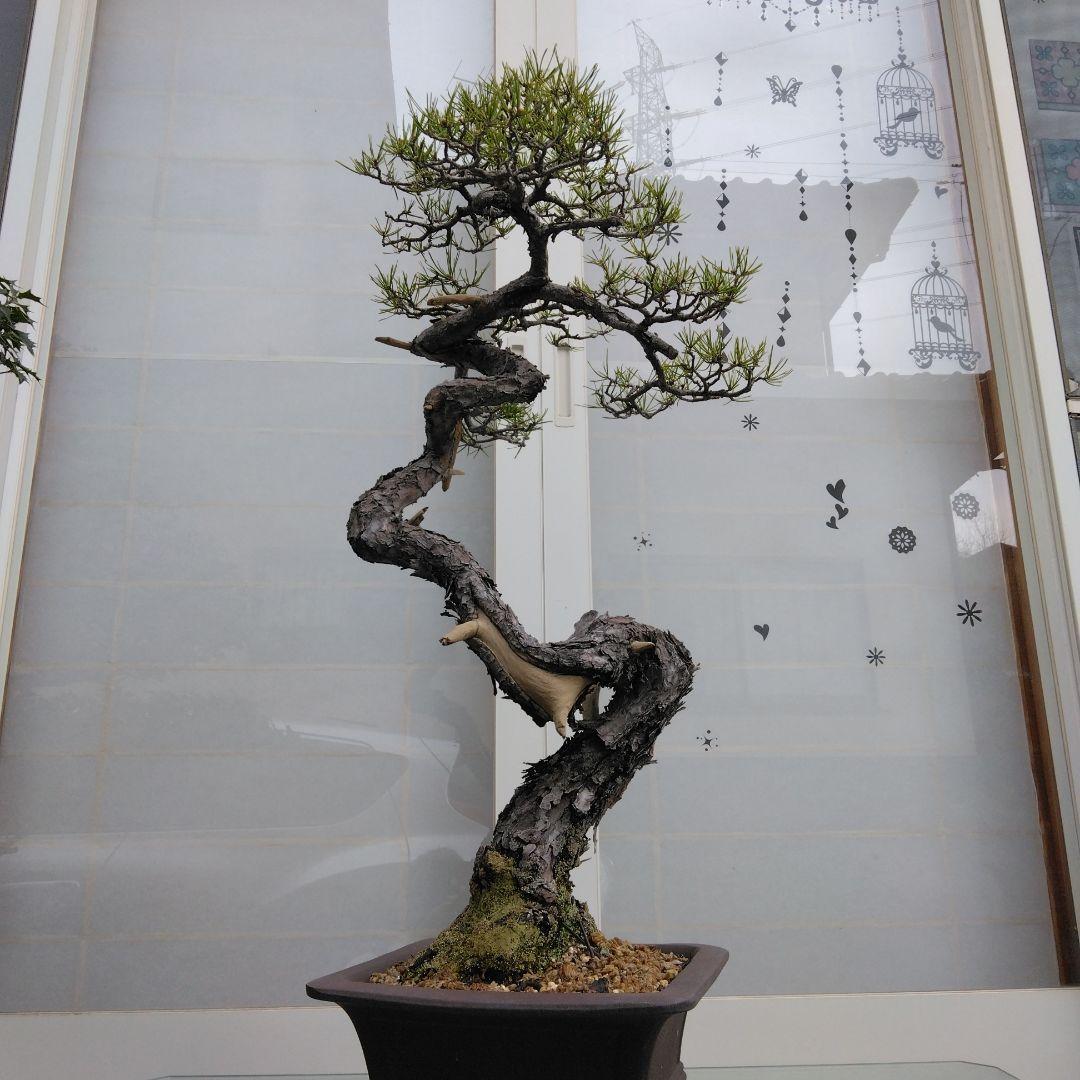 赤松　　　樹齢　75年～