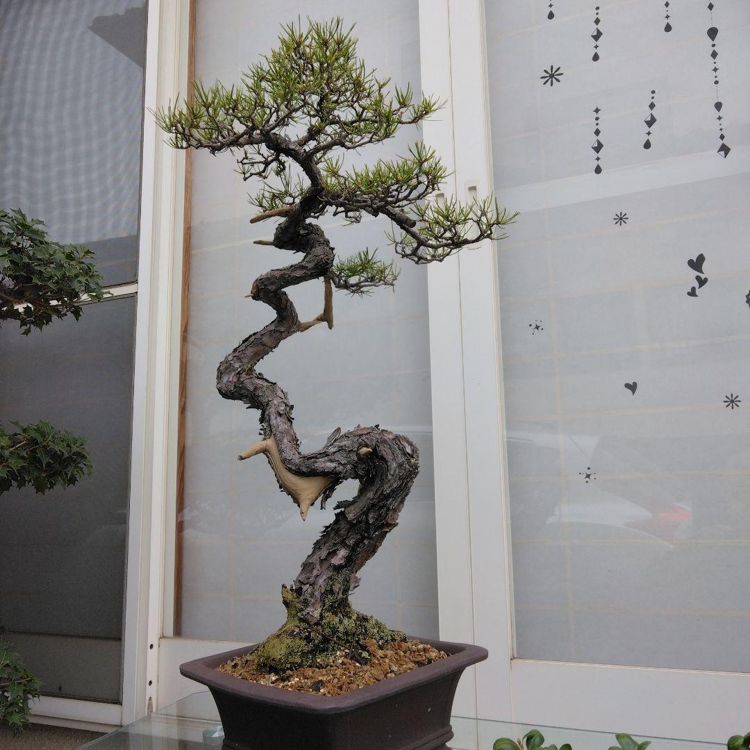 赤松　　　樹齢　75年～