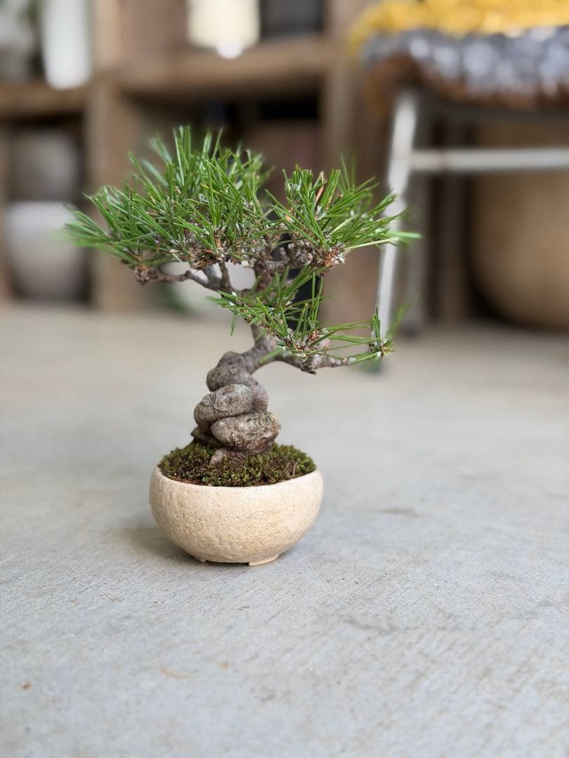 【樹齢20年】黒松