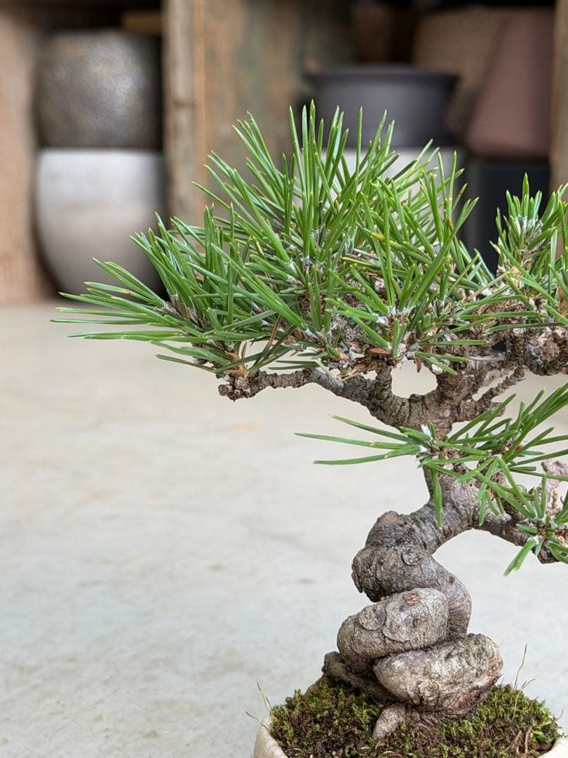 【樹齢20年】黒松