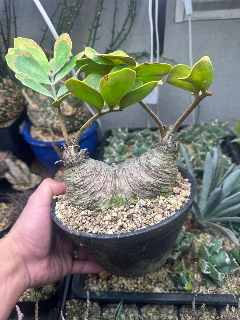 【サボテン_ザミヤ】 メキシコ蘇鉄 ザミヤ 現地球 ダブルヘッド 2