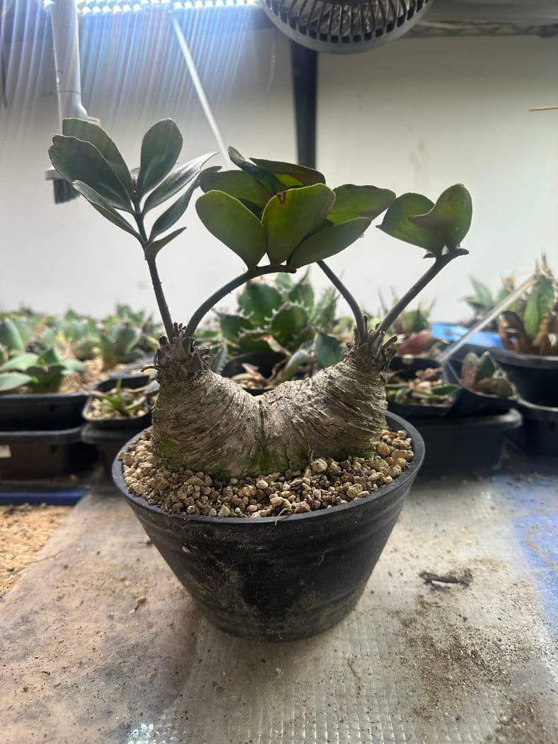 【サボテン_ザミヤ】 メキシコ蘇鉄 ザミヤ 現地球 ダブルヘッド 2