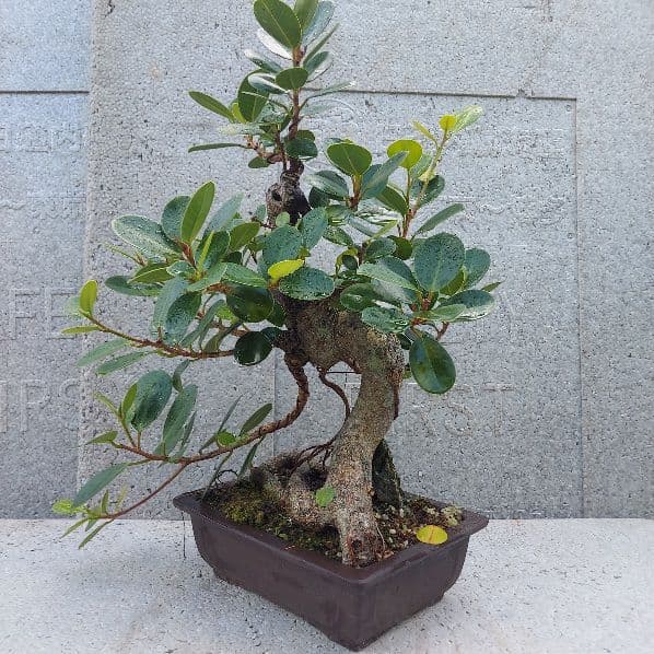 亜熱帯の樹木　パンダガジュマル　③