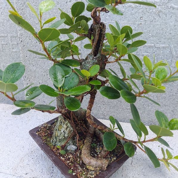 亜熱帯の樹木　パンダガジュマル　③