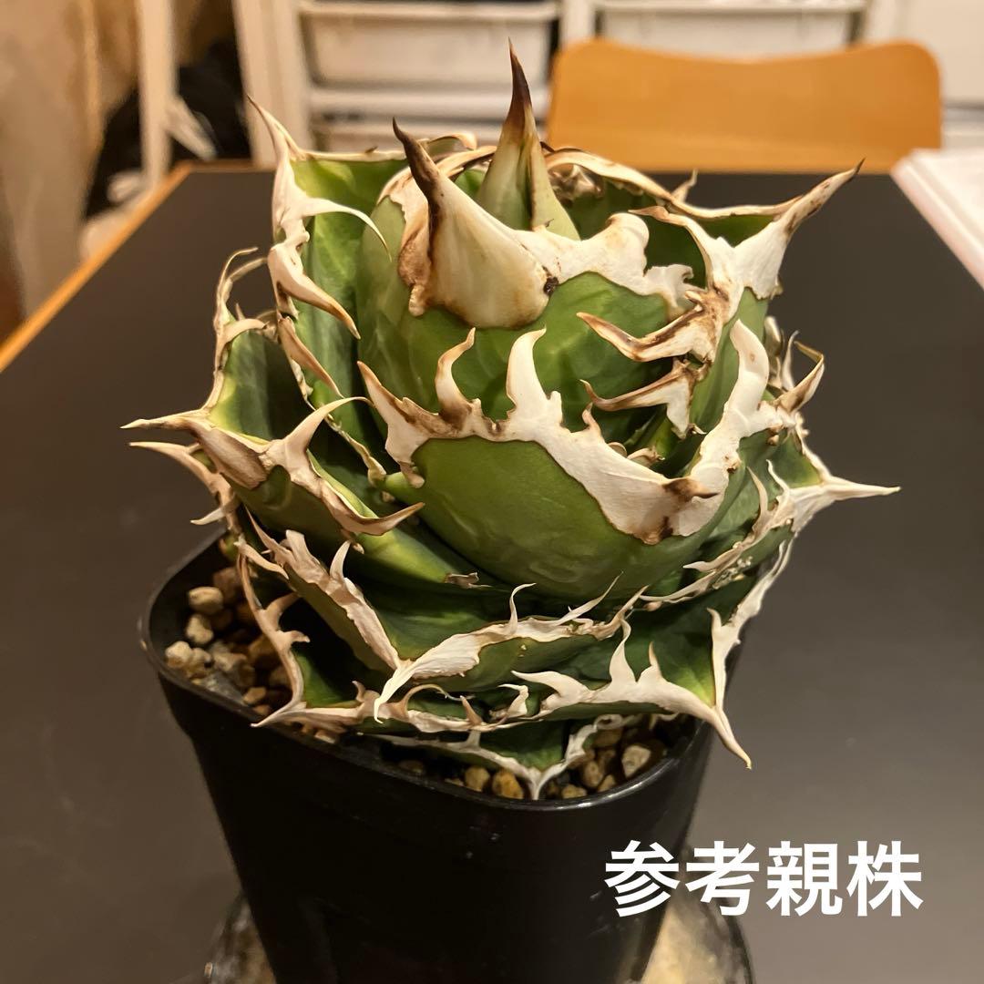 アガベ　COK 追星　子株