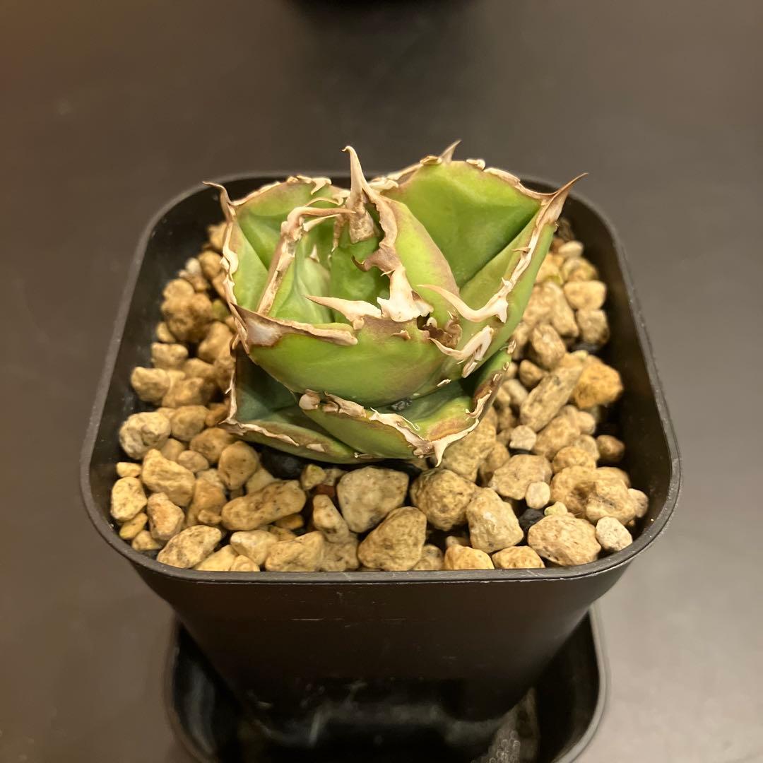 アガベ　COK 追星　子株