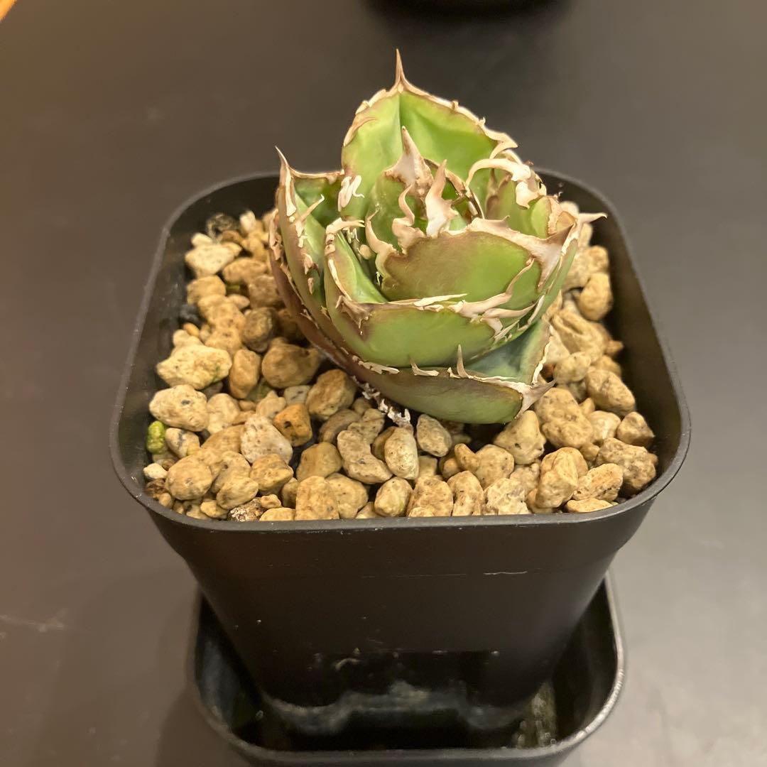 アガベ　COK 追星　子株