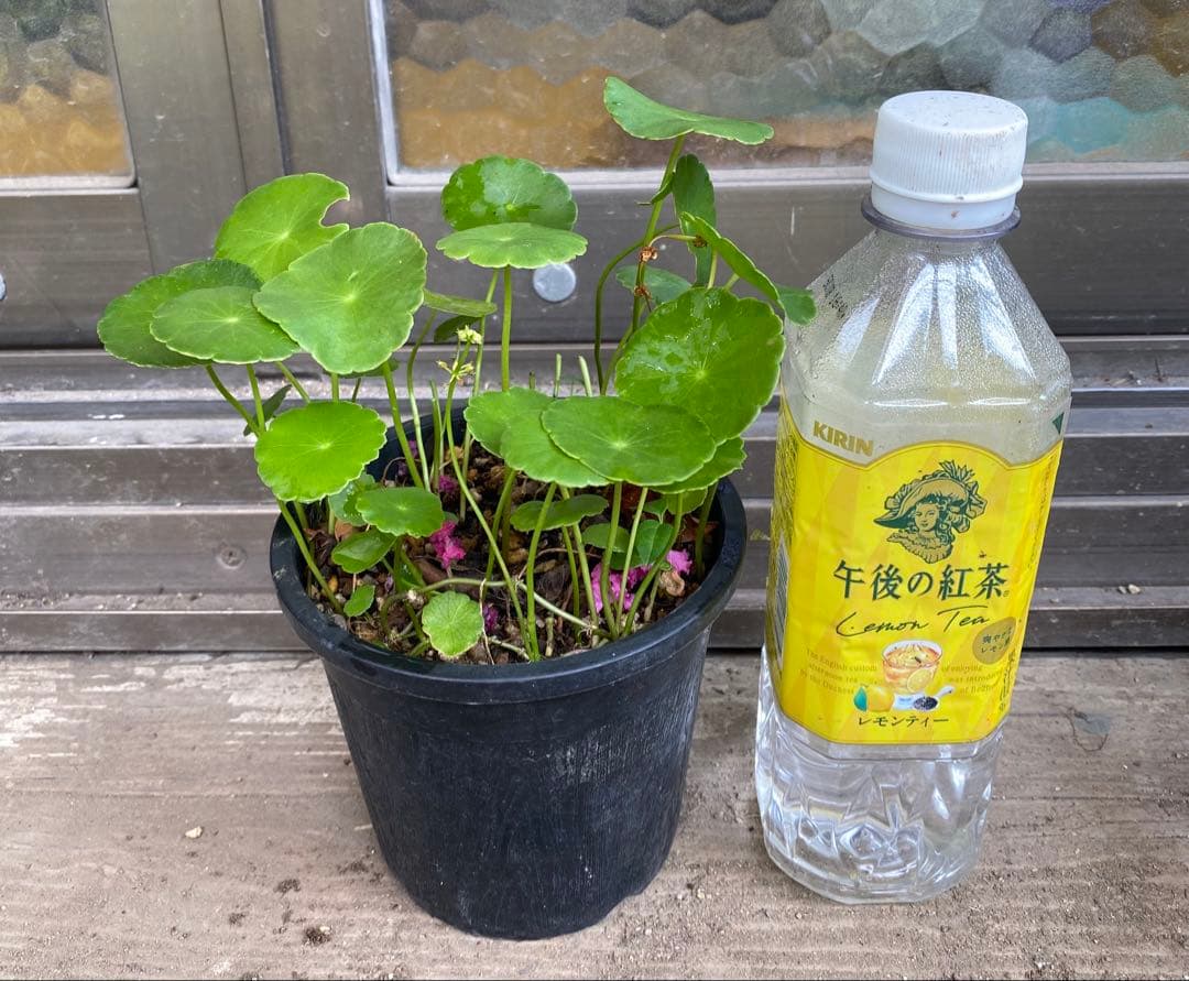 ウォーターマッシュルーム