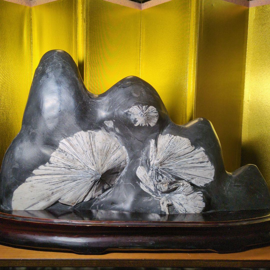 菊花石 16.4kg 根尾谷産 最高級位 自然石 専用台座付き 希少 レア