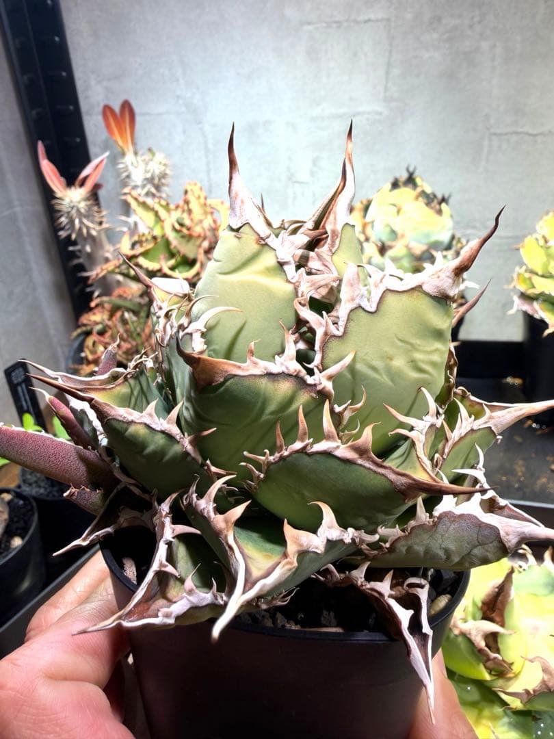 アガベ チタノタ オアハカ 子株2つ